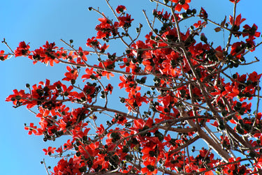 10 RED SILK COTTON Tree Bombax Ceiba Kapok Tropical Flower Seeds